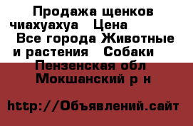 Продажа щенков чиахуахуа › Цена ­ 12 000 - Все города Животные и растения » Собаки   . Пензенская обл.,Мокшанский р-н